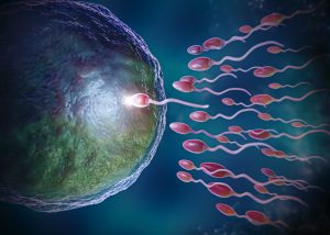ovulation and its importance in fertility tracking